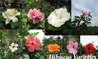 Overview of Growing the Hibiscus House Plant