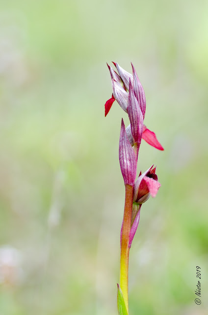 Orquídea