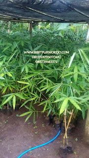 jual bibit bambu apus, jual bibit bambu tali, harga bibit bambu apus, harga bibit bambu tali, jual bibit bambu apus murah, jual bibit bambu tali murah, jual bibit bambu apus unggulan, jual bibit bambu tali unggulan, pembibitan bambu tali, pembibitan bambu apus, bibit bambu apus, bibit bambu tali, bibit bambu apus murah, bibit bambu tali murah, budidaya bibit bambu, budidaya tanaman bambu apus, budidaya bambu apus, fungsi tanaman bambu apus, manfaat bambu apus, manfaat bambu tali, jarak tanam bambu, jarak tanam bambu apus, jarak tanam bambu tali, syarat tumbuh bambu tali, syarat tumbuh bambu apus, jual bibit bambu apus buat proyek, bibit bambu apus unggul di purworejo.