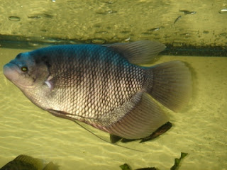 Tips mengatasi serangan bakteri pada ikan gurame