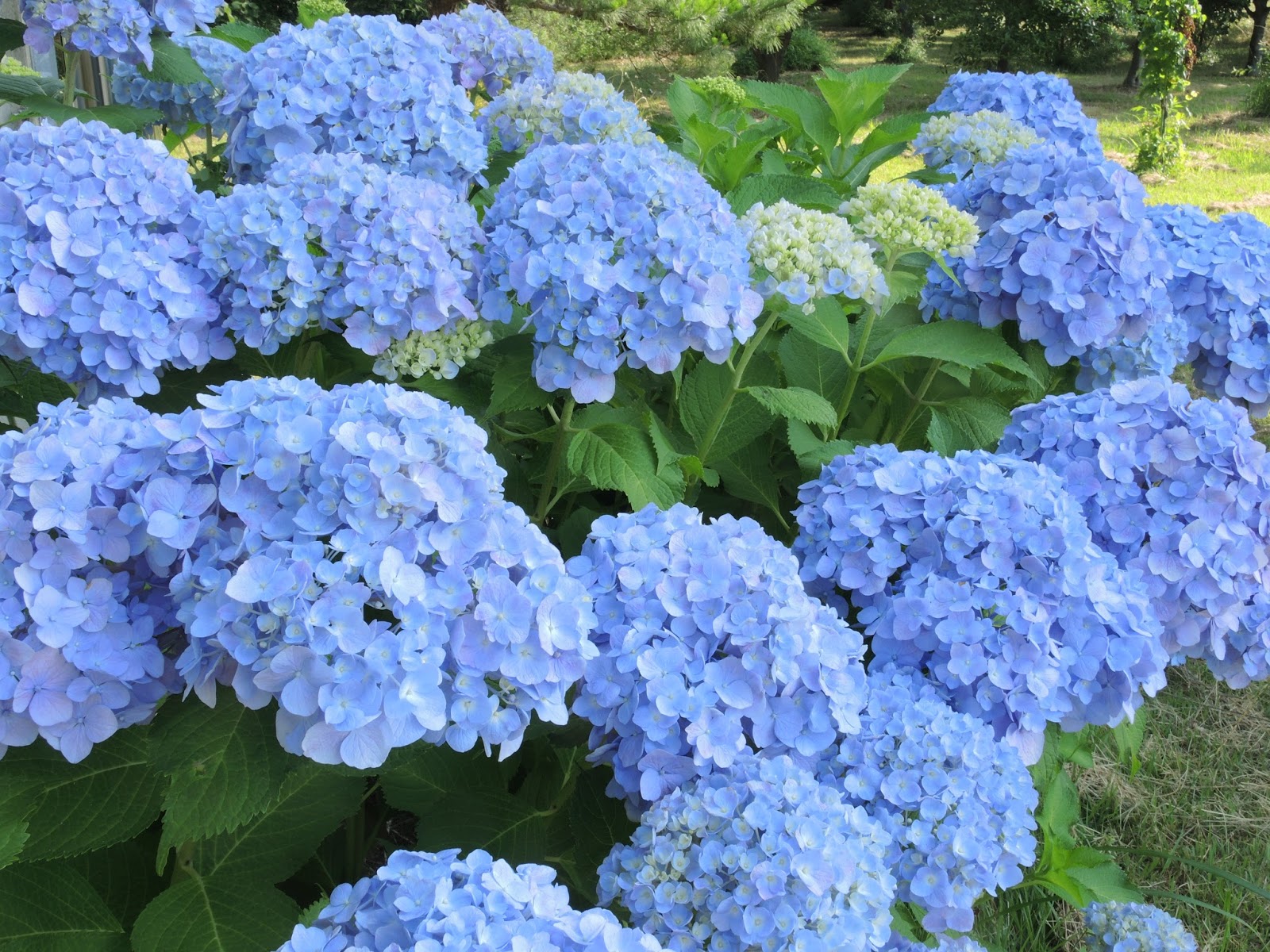 千葉大学 果樹 蔬菜 造園 加工ブログ 夏の花 樹木