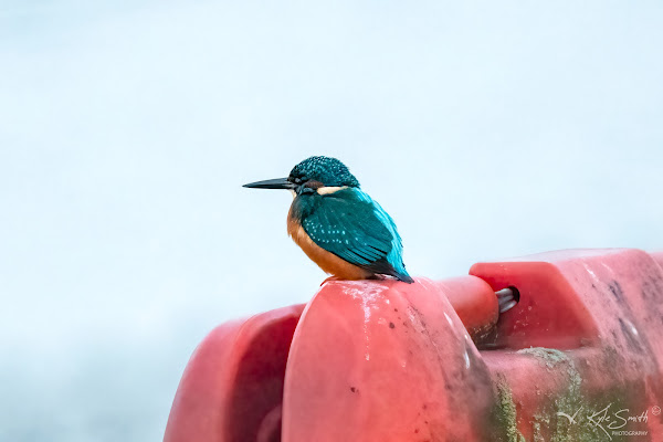 Kingfisher