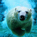 Polar Bear in Water Wallpaper