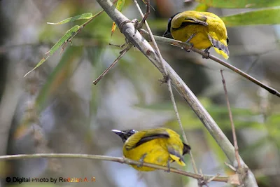 Black-Headed Bulbul