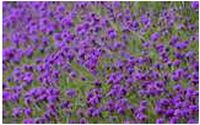 Purple Flower Border Wallpaper