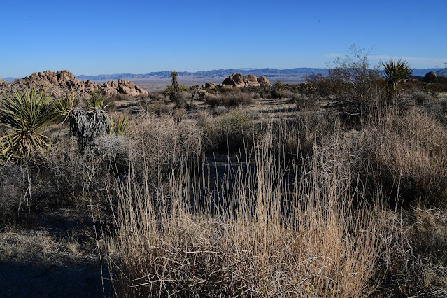 Joshua Tree National Park