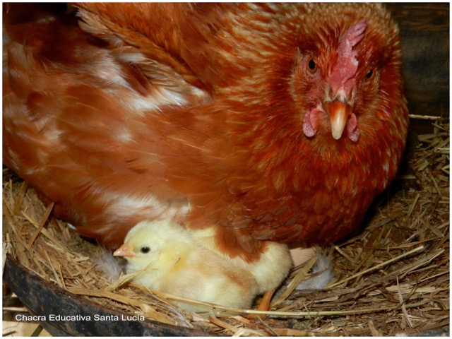 Gallina y pollito - Chacra Educativa Santa Lucía