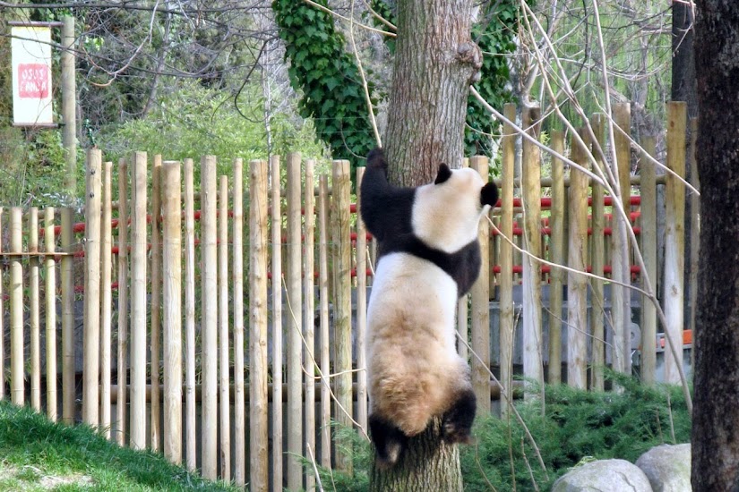 Oso Panda del zoo de Madrid