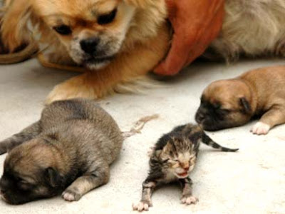 tiny kitten and tiny dogs family