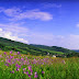 Cloud in Mountain Plant Wallpaper