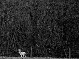 white wild deer