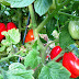 Tasty Tomatoes and recipes