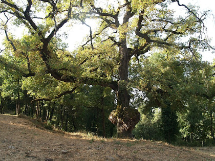 El Roure de l'Amorriador