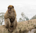 Imagen de un ejemplar de Macaco de Berbería.