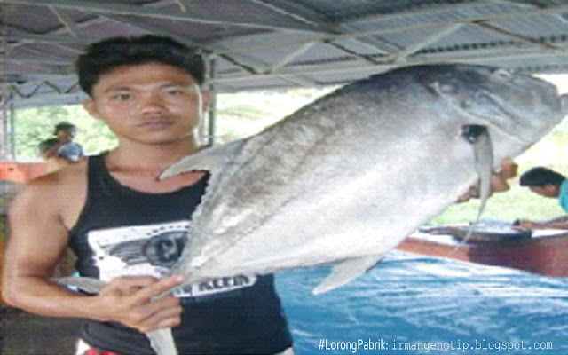 Hasil Laut Kepulauan Batu Nais Selatan