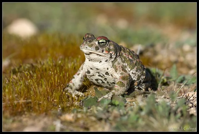 Bufo calamita