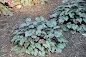 Heuchera Crystal Spires - Crystal Spires Coral Bells care