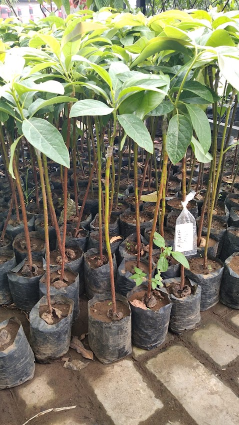 jual pohon buah bibit alpukat miki cepat tumbuh serang Banten