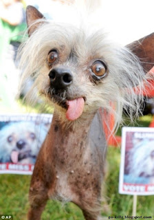 go-killz.blogspot.com anjing-terjelek-di-dunia