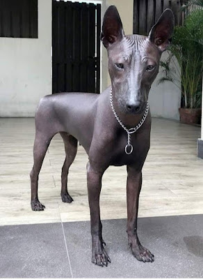 20. Le Xoloitzcuintli est mieux connu sous le nom de chien mexicain sans poil et volera votre cœur, que vous soyez prêt ou non. (© Arwres / Reddit)