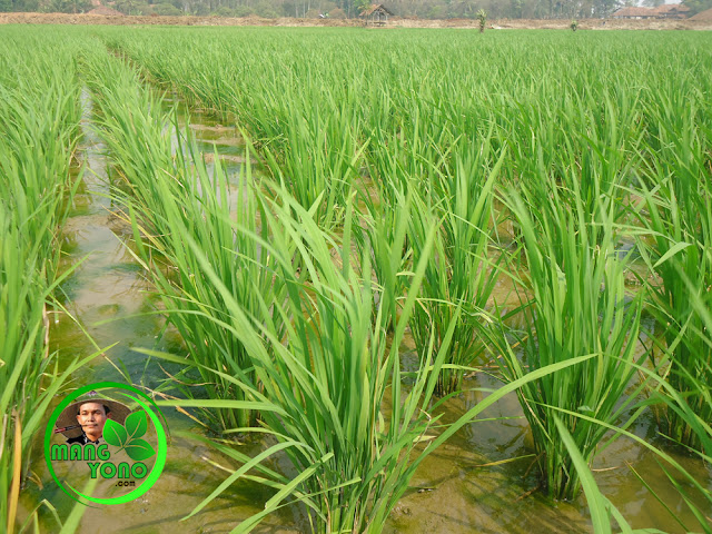 FOTO : Tanaman padi setelah seminggu dilakukan penyemprotan INSEKTISIDA