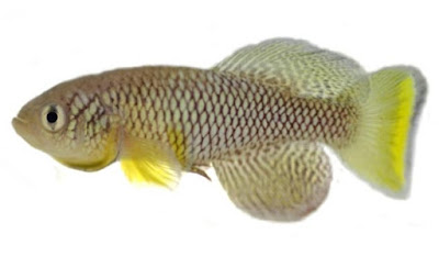 Evolutionists try to claim that killifish are examples of evolution, but further studies show that they defy evolution and support special creation.