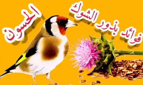 فوائد بذور الشوك للحسون