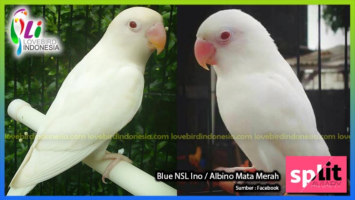 Gambar Burung Lovebird Albino Mata Hitam Lovebirds Lover