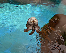 Funny animals of the week - 24 January 2014 (40 pics), otter floating in water