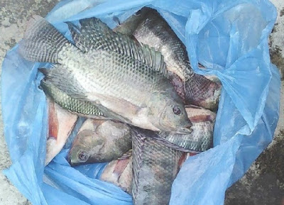 Alternatif Umpan Mancing Ikan Mujair di Danau Selain Lumut Alternatif Umpan Mancing Ikan Mujair di Danau Selain Lumut