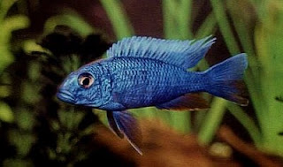 African Cichlids