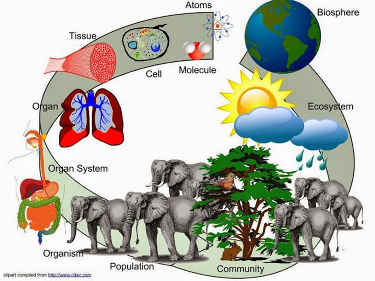 Niveles de complejidad. La población es el primer nivel de complejidad abarcado por la ecología.