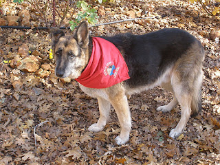 German Shepherd wearing red scarf