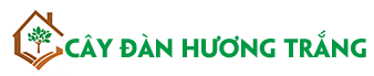 Cây Đàn Hương Trắng