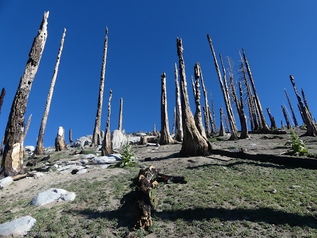 094: stumps narrowing as they rise