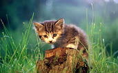 #4 Cute Animal Wallpaper