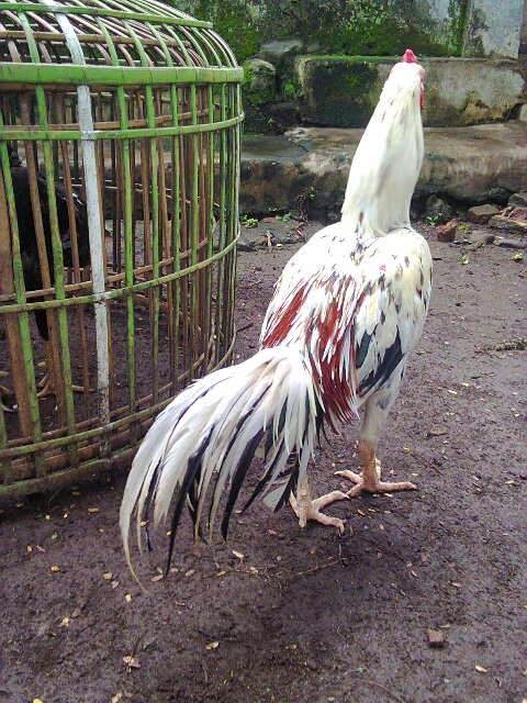 ayam berumbun madu, ayam bangkok super, ayam thailand selatan, ayam adu asia tenggara, jual ayam bangkok super, ayam petarung murah, mitos ayam berumbun madu, ayam carambang madu, ayam adu lokal indonesia, ayam jawa barat, ayam jawara