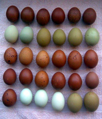 536577_501906519873816_433605013_n