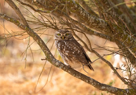 Desert Little Owl - Oued Massa, Morocco