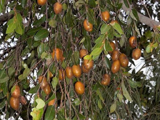 Nonda Plum Fruit pictures