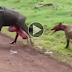 Hyenas Eating Animals Alive - Wildebeest, Antelope, Zebra [The Deadliest!)
