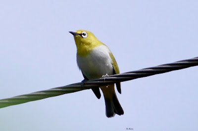 Indian White-eye