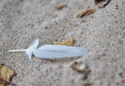 white gull feather on the sand