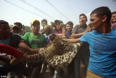  Leopard Attacks 3