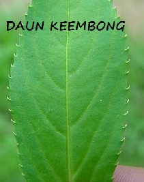 Anim Agro Technology: BUNGA KEEMBONG