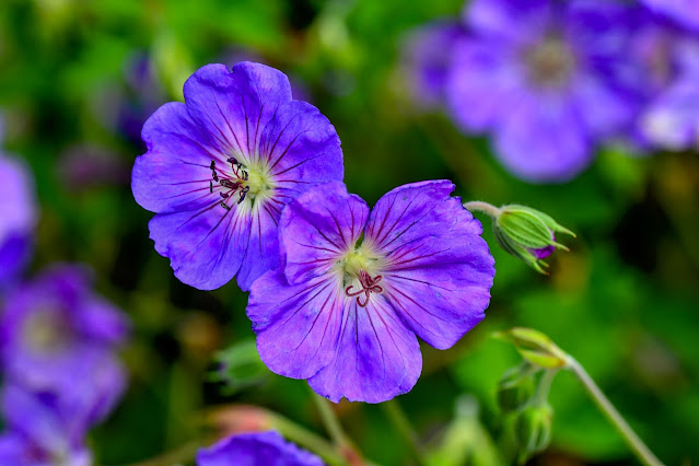 purple garden flowers Unsplash.com