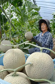 飛騨メロンの収穫　林農園　電話予約OK