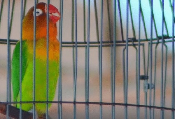 Lovebird Tidak Mau Bunyi Saat dilombakan