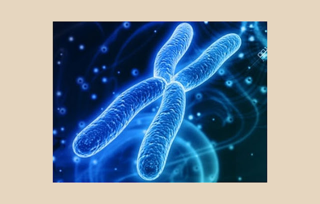 Chromosomes Definition, Chromosomes Function, Chromosomes Structure