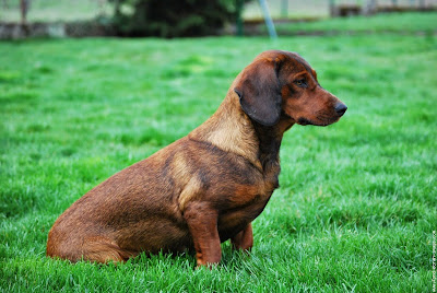 Alpine Dachsbracke Dog